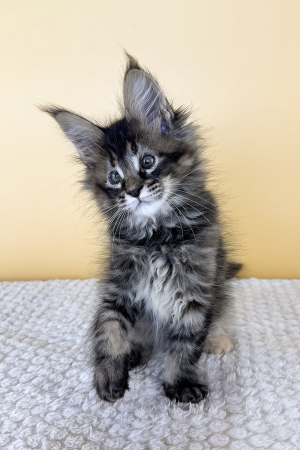 Lusy | Maine Coon Kitten