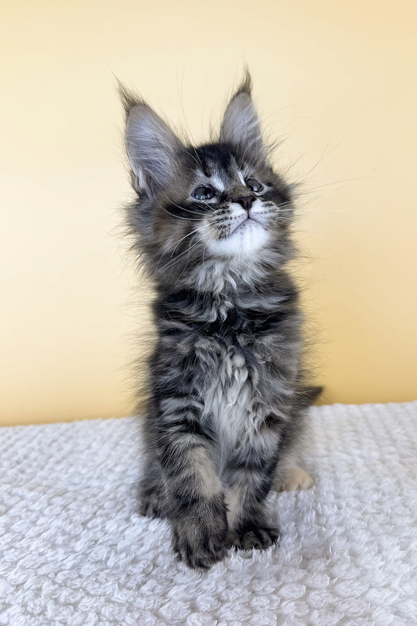 Lusy | Maine Coon Kitten