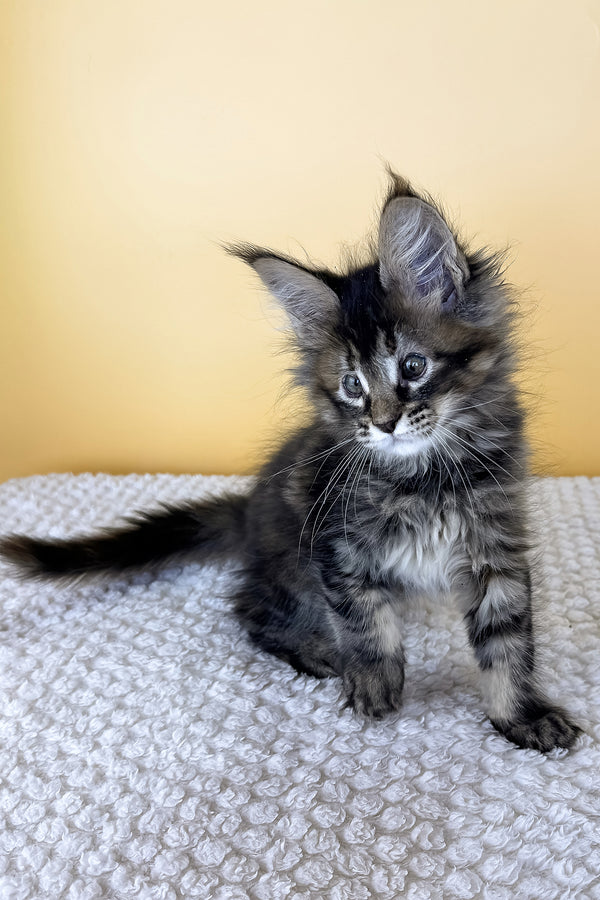 Lusy | Maine Coon Kitten