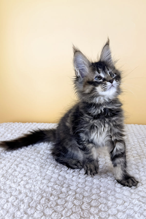 Lusy | Maine Coon Kitten