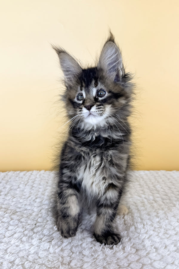 Lusy | Maine Coon Kitten