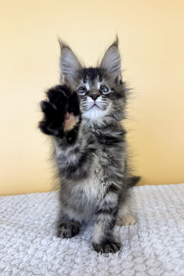 Lusy | Maine Coon Kitten