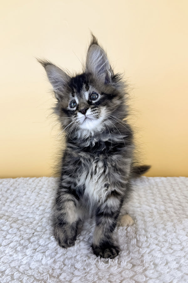 Lusy | Maine Coon Kitten