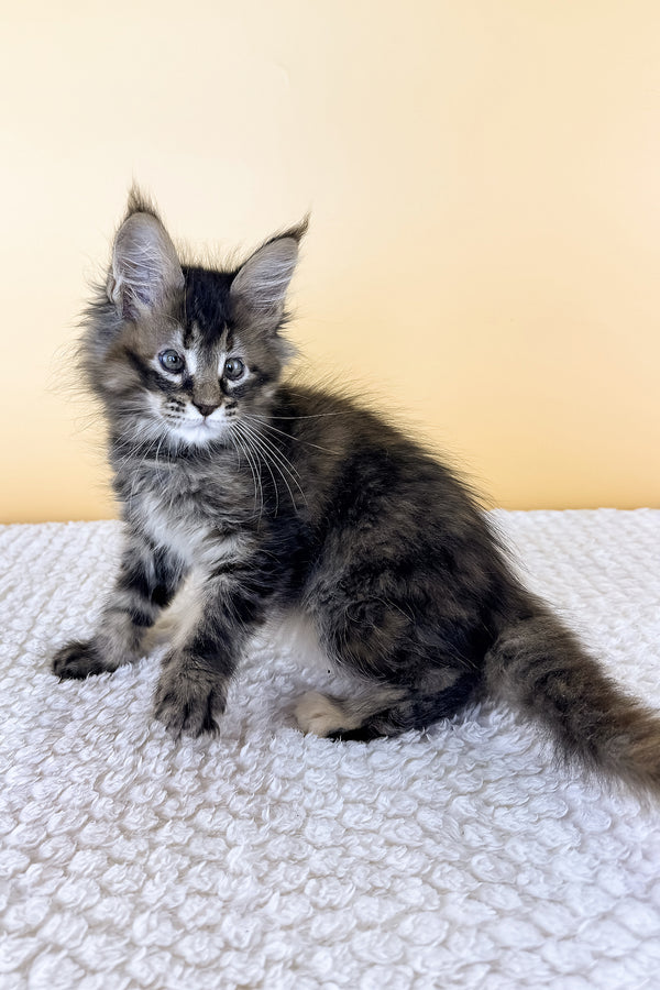 Lusy | Maine Coon Kitten