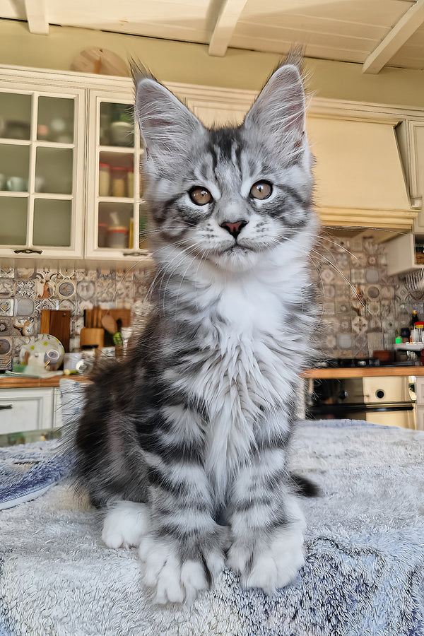 Bosco | Polydactyl Maine Coon Kitten