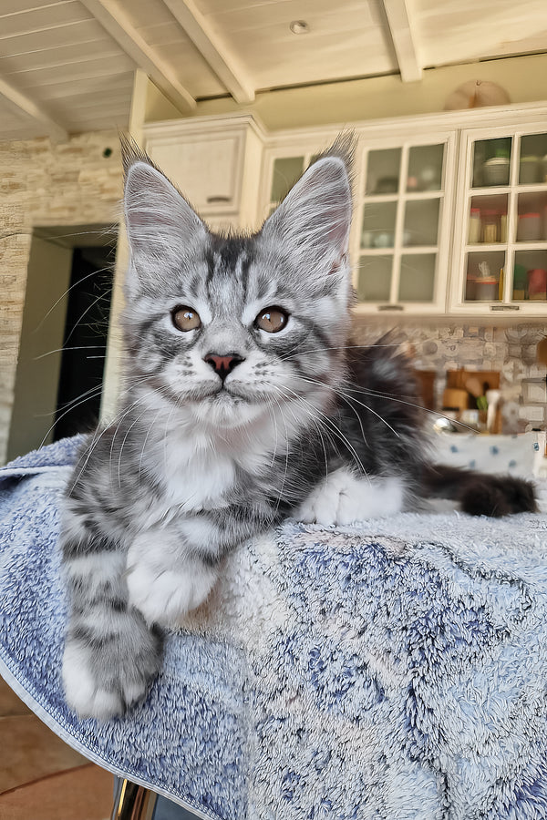 Bosco | Polydactyl Maine Coon Kitten