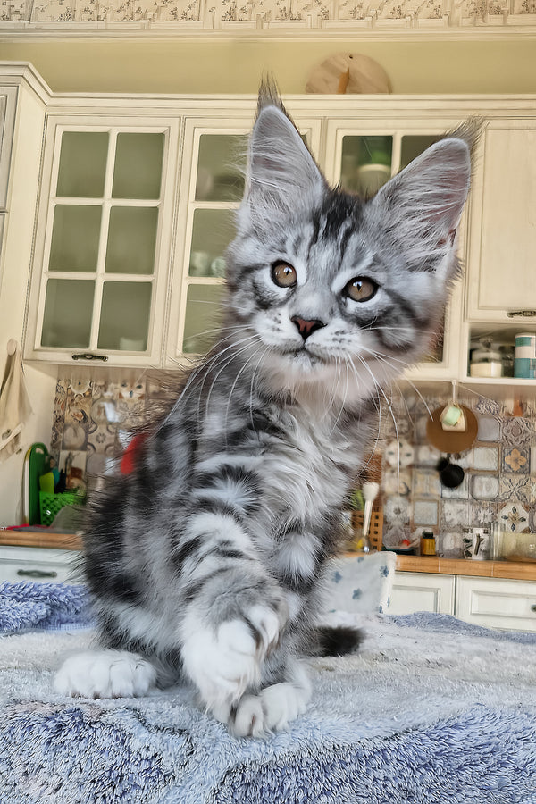 Bosco | Polydactyl Maine Coon Kitten