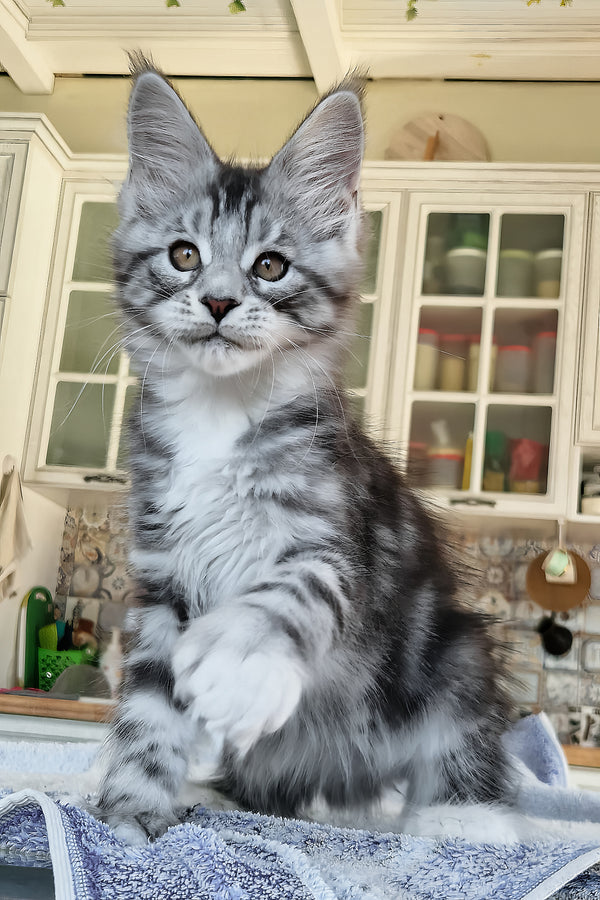 Bosco | Polydactyl Maine Coon Kitten