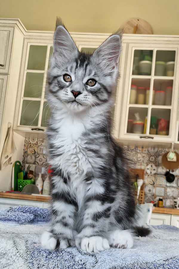Bosco | Polydactyl Maine Coon Kitten