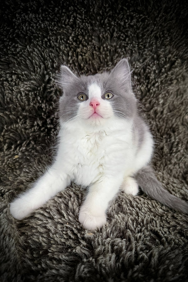 Macaroon | Cherubim Ragdoll Kitten