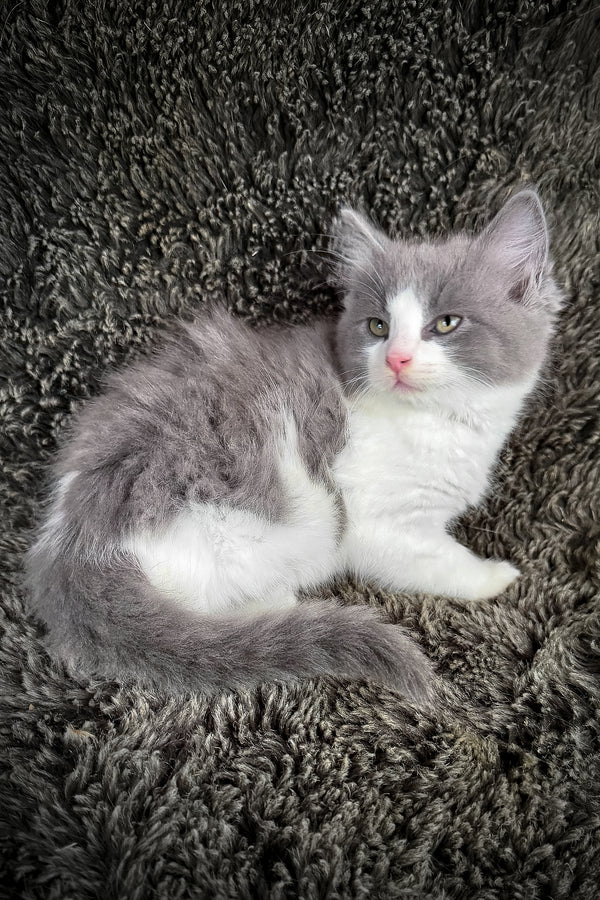 Macaroon | Cherubim Ragdoll Kitten