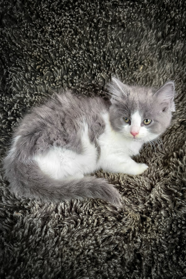 Macaroon | Cherubim Ragdoll Kitten
