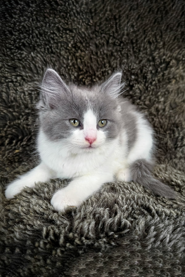 Macaroon | Cherubim Ragdoll Kitten