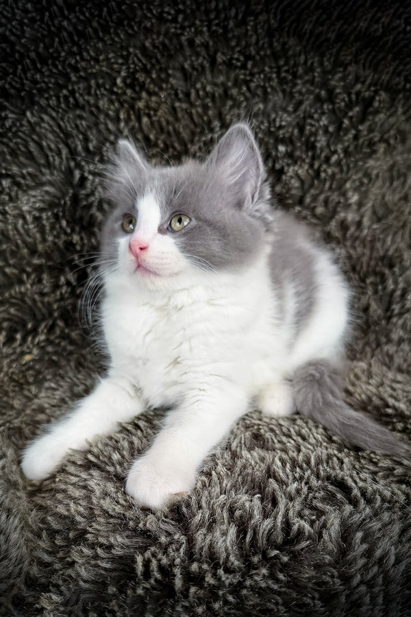 Macaroon | Cherubim Ragdoll Kitten