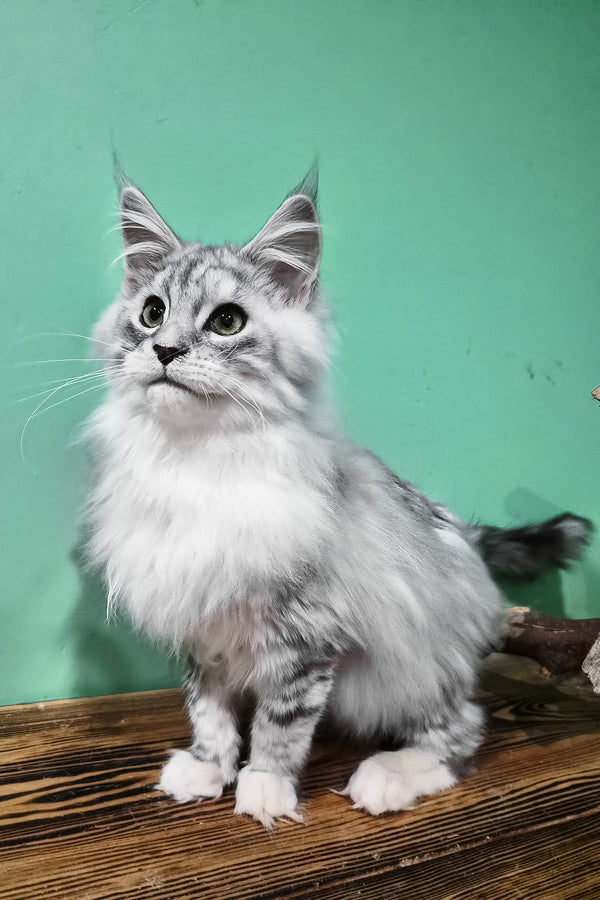 Macho | Maine Coon Kitten