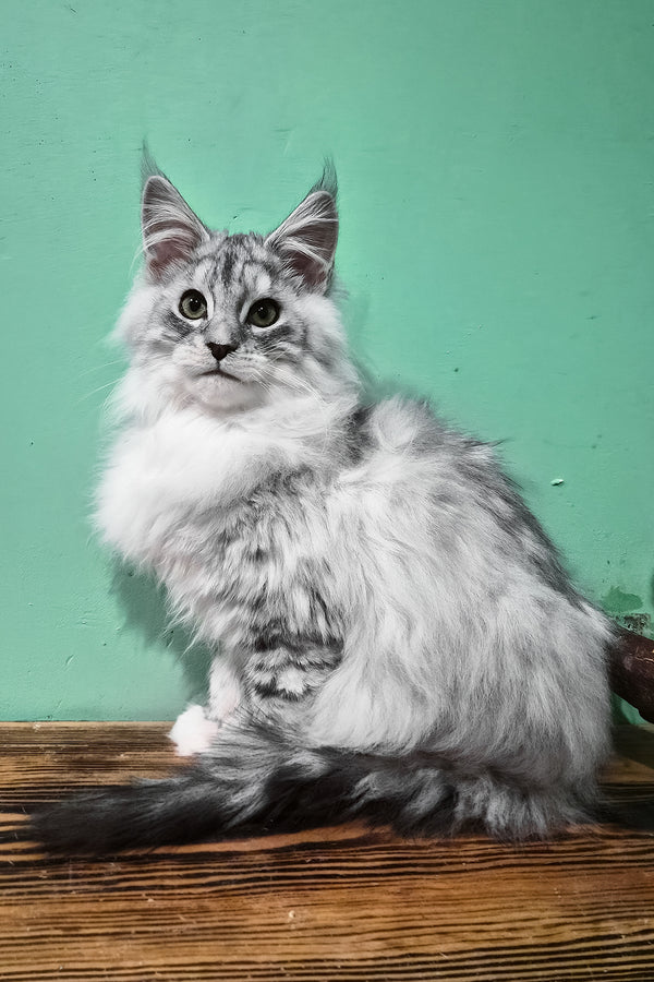 Macho | Maine Coon Kitten
