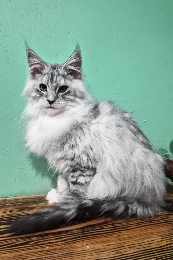 Macho | Maine Coon Kitten