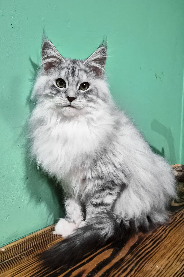 Macho | Maine Coon Kitten