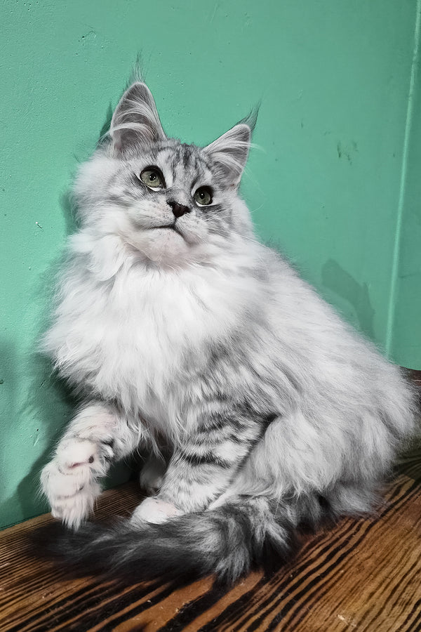 Macho | Maine Coon Kitten