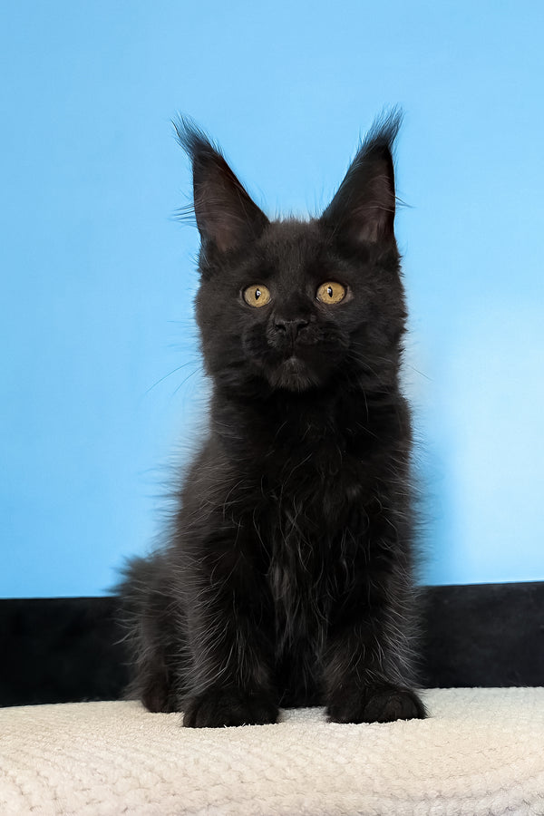 Magia | Maine Coon Kitten