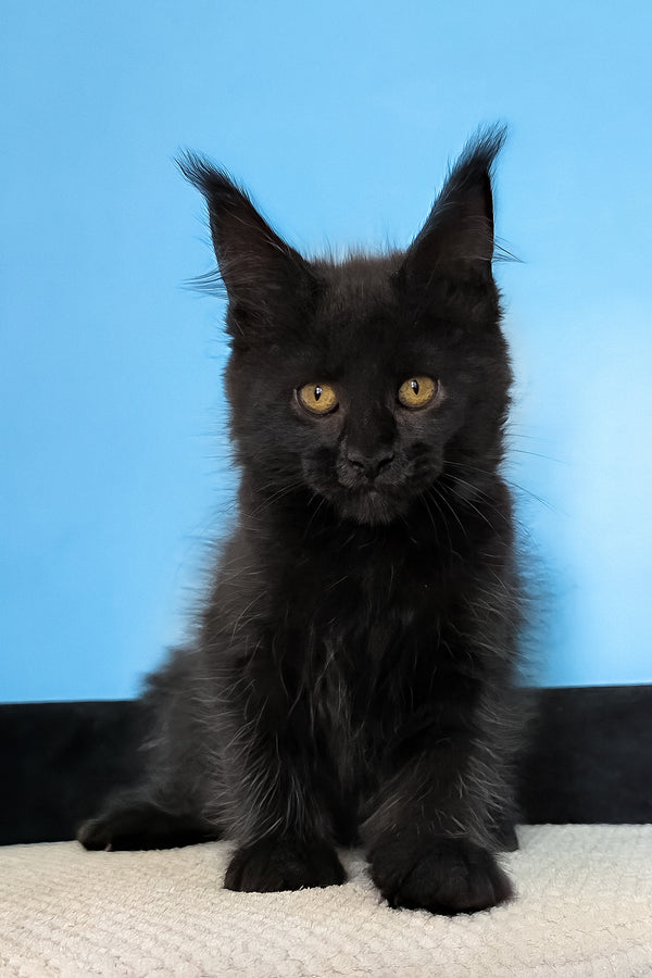 Magia | Maine Coon Kitten