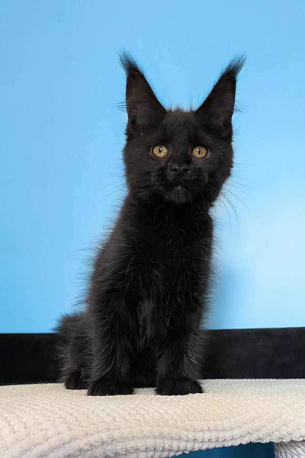 Magia | Maine Coon Kitten