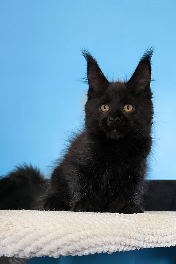 Magia | Maine Coon Kitten