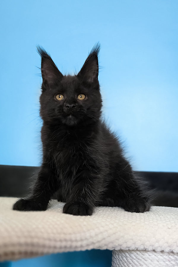 Magia | Maine Coon Kitten