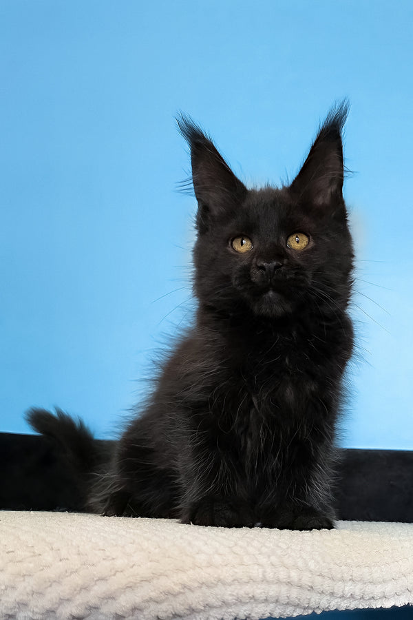 Magia | Maine Coon Kitten