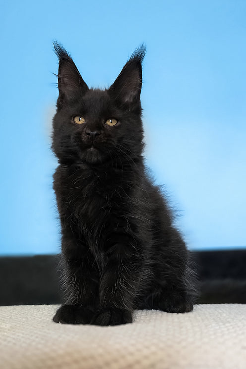 Magia | Maine Coon Kitten