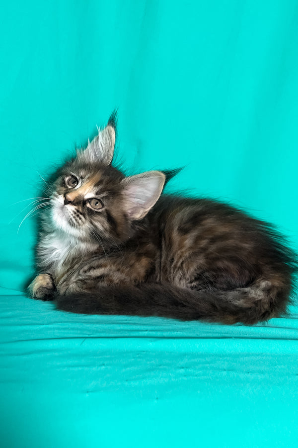 Magic | Maine Coon Kitten