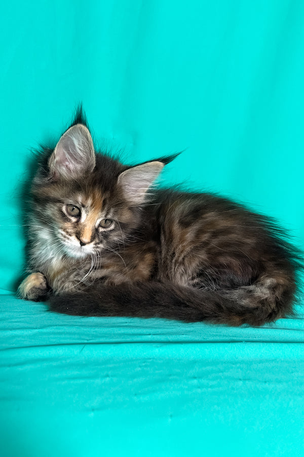 Magic | Maine Coon Kitten
