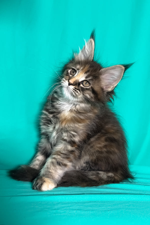 Magic | Maine Coon Kitten