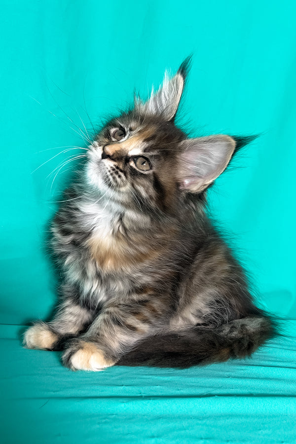 Magic | Maine Coon Kitten