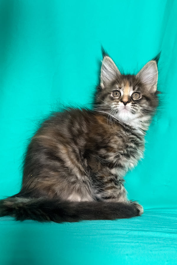 Magic | Maine Coon Kitten