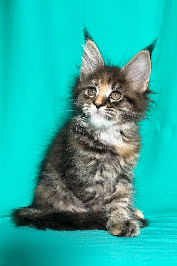 Magic | Maine Coon Kitten
