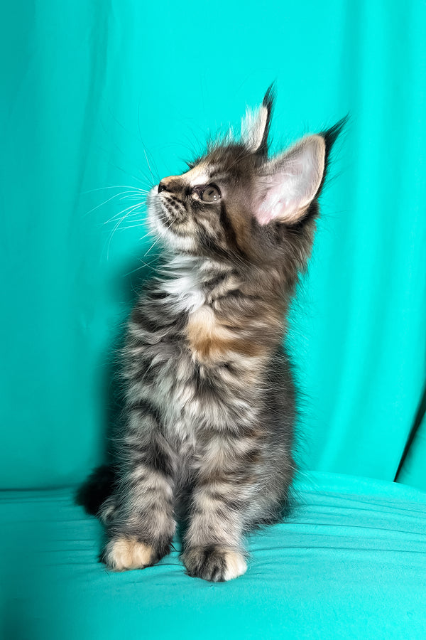 Magic | Maine Coon Kitten