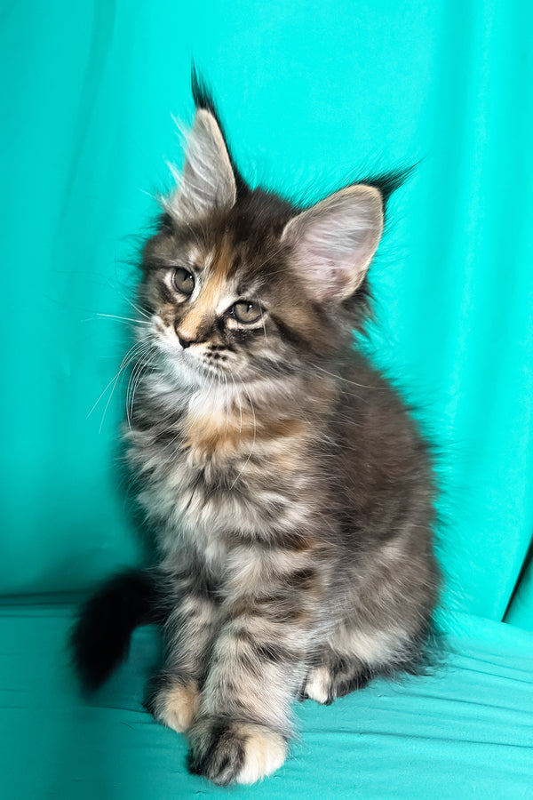 Magic | Maine Coon Kitten
