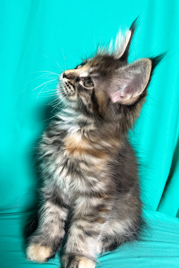 Magic | Maine Coon Kitten