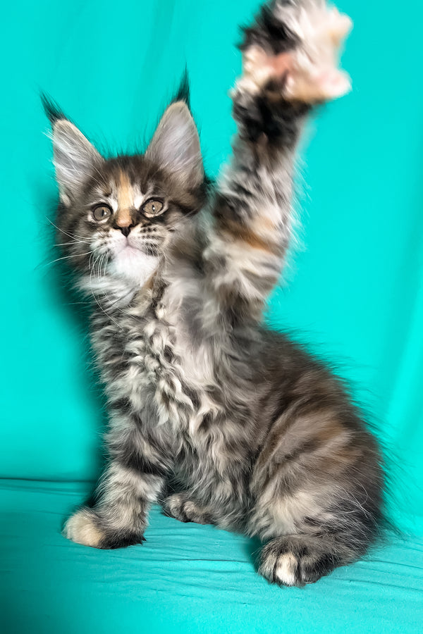 Magic | Maine Coon Kitten