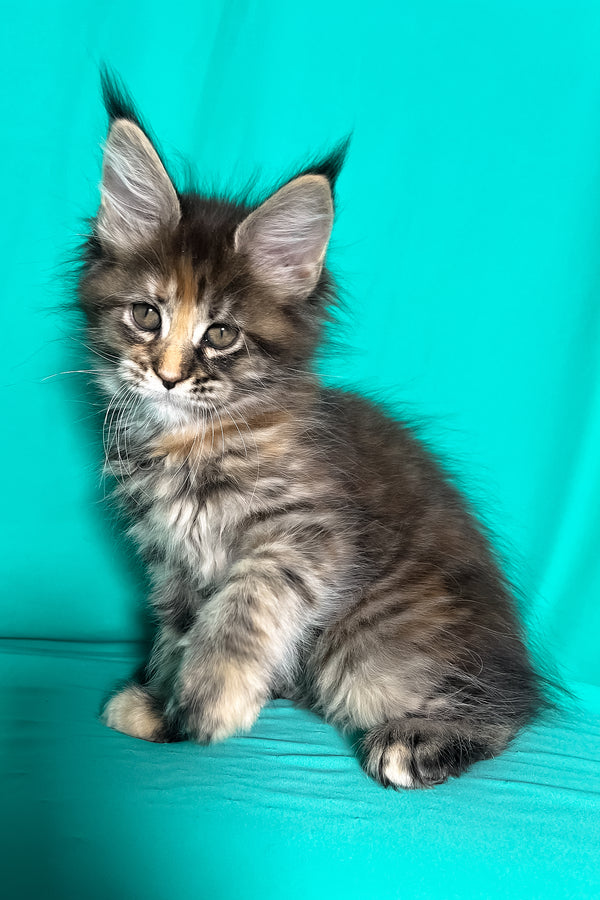 Magic | Maine Coon Kitten