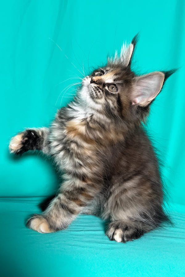 Magic | Maine Coon Kitten