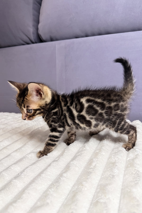 Major | Bengal Kitten
