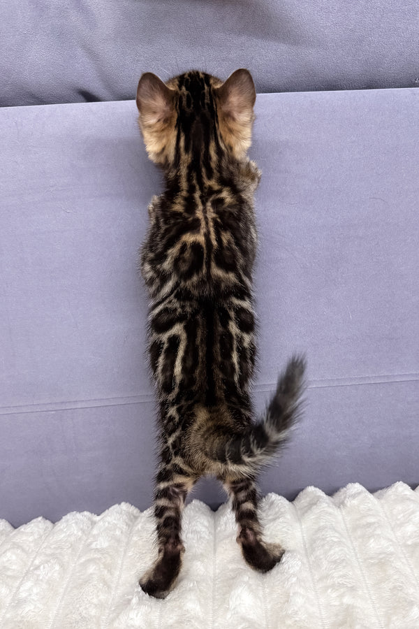 Major | Bengal Kitten