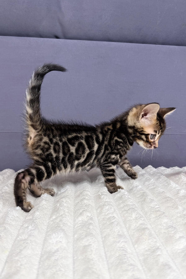 Major | Bengal Kitten