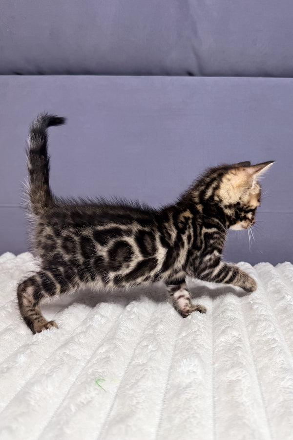 Major | Bengal Kitten