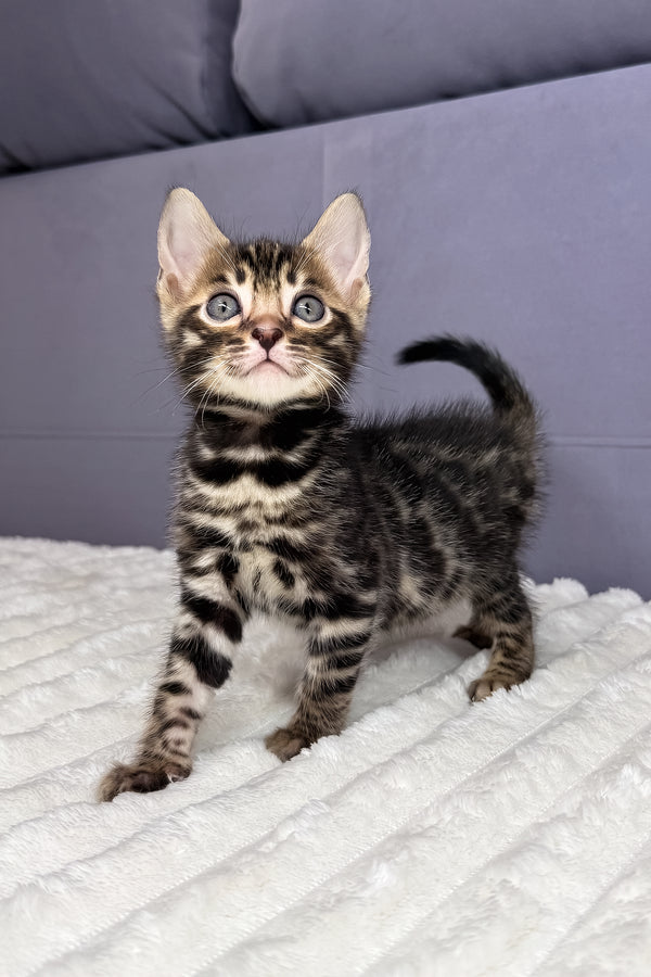 Major | Bengal Kitten