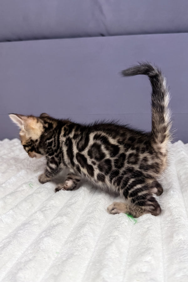 Major | Bengal Kitten