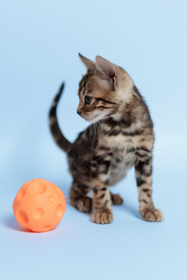 Ector | Bengal Kitten