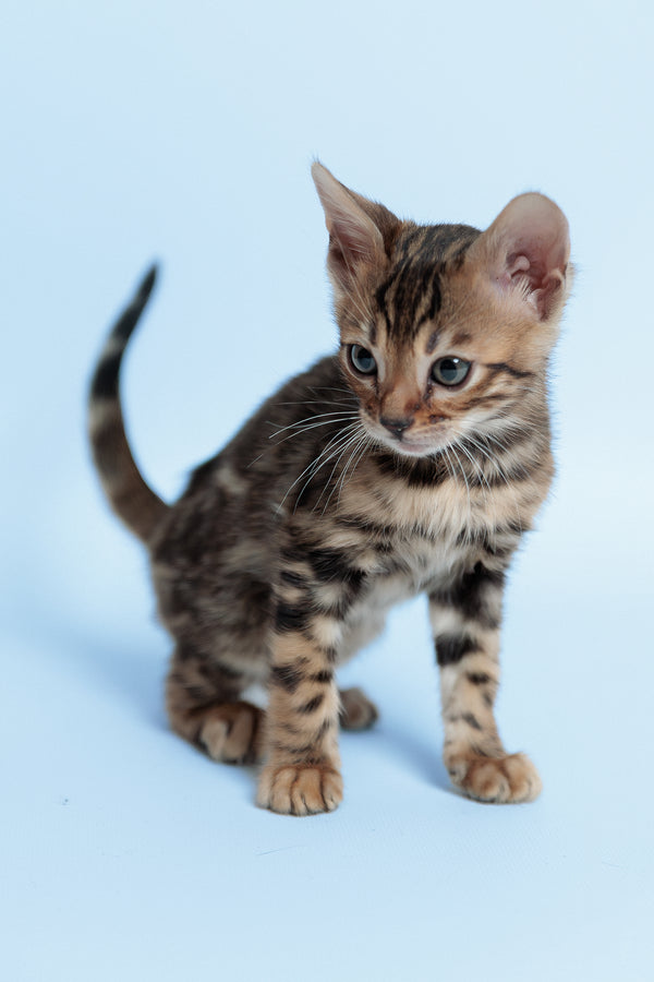 Ector | Bengal Kitten